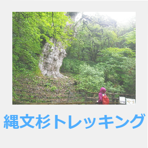 縄文杉トレッキング