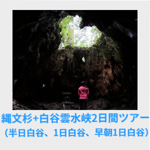 縄文杉+白谷雲水峡2日間ツアー