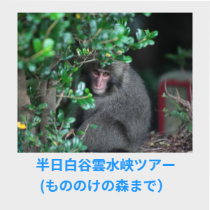 AM半日白谷雲水峡ツアー