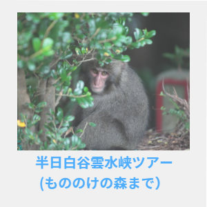 AM半日白谷雲水峡ツアー