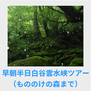 早朝半日白谷雲水峡ツアー