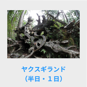 宮之浦岳・黒味岳・ヤクスギランド