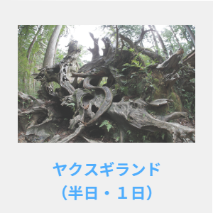 宮之浦岳・黒味岳・ヤクスギランド